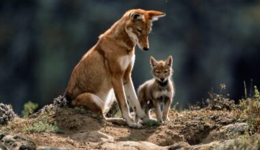 An Ethiopian wolf rests outside its den entrance with its pup