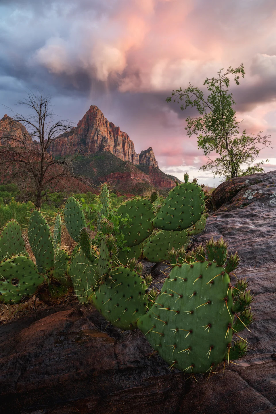 cactus in the foreground with mountain peak in background with pink clouds