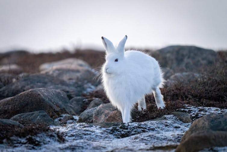 Arctic hare bounding across tundra.