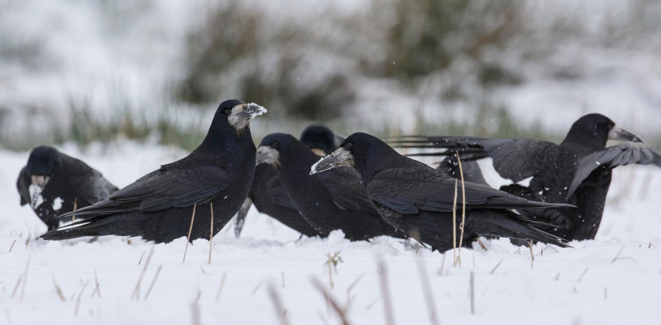 Humans aren’t the only animals that gather to hunker down together at Christmas