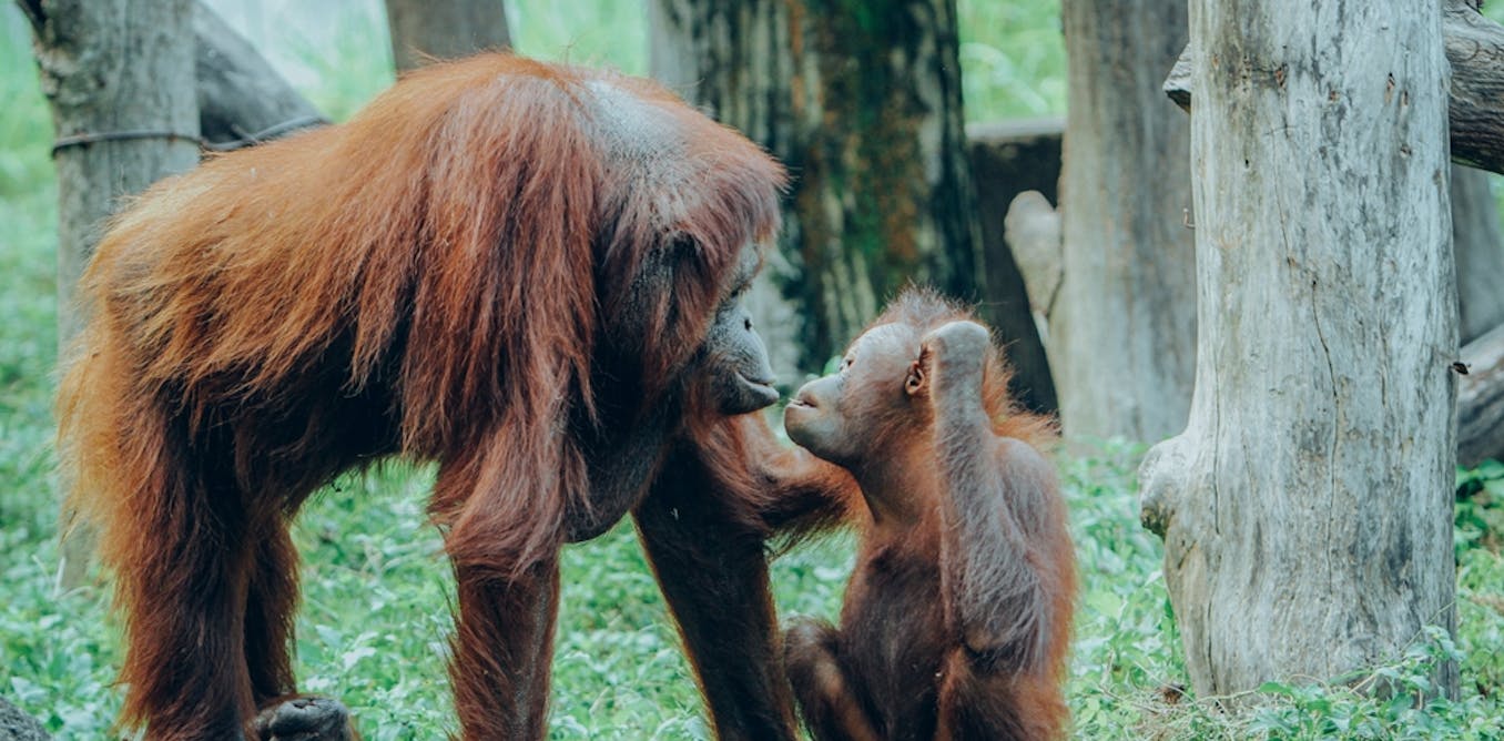 Great apes are humans’ closest relatives, but many are endangered by illegal trading. Here’s what needs to be done