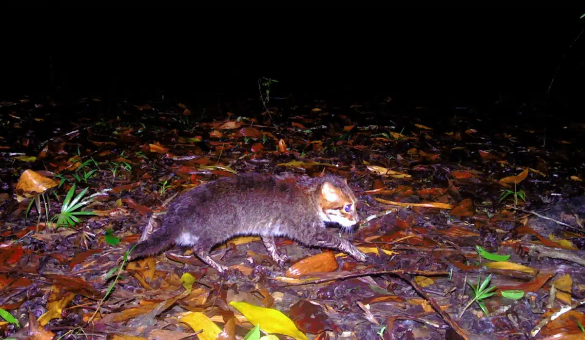 Flat Headed Cat Lead