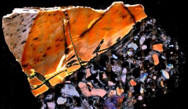 Fossils offer clues to animal life millions of years ago