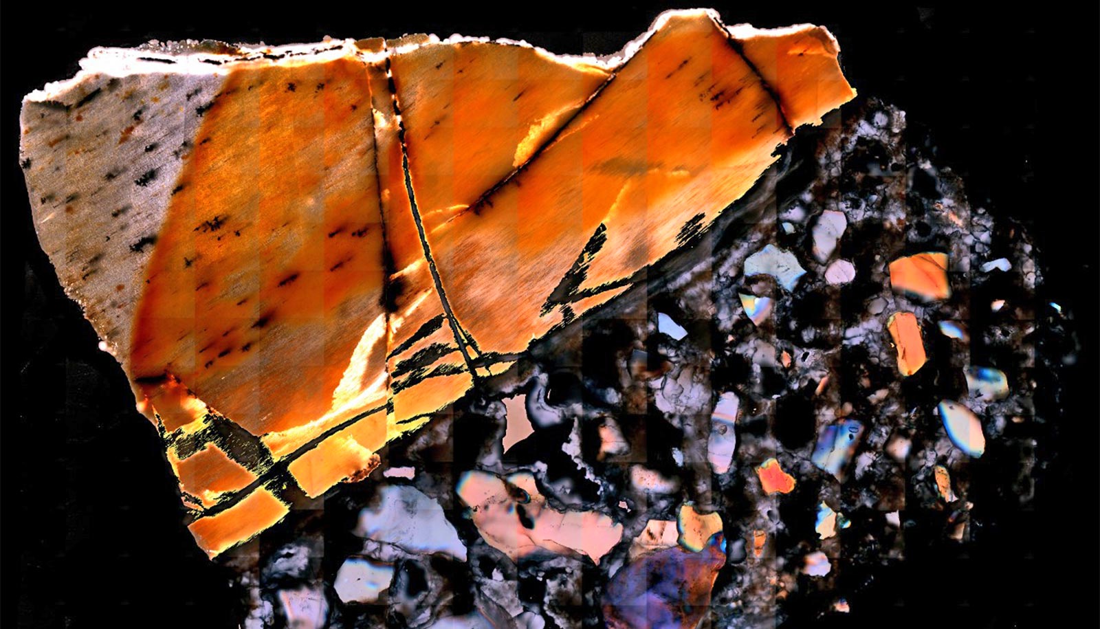 Fossils offer clues to animal life millions of years ago