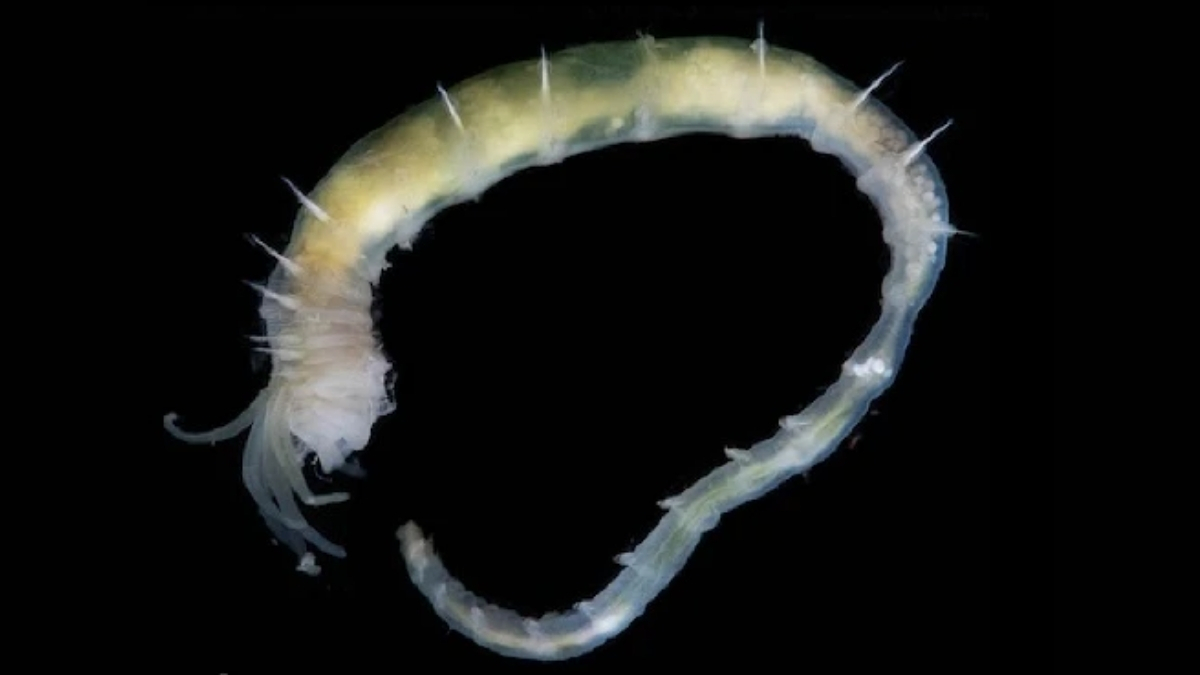 World's Deepest Gas Hydrate Discovered Teeming With Life Off Greenland : ScienceAlert