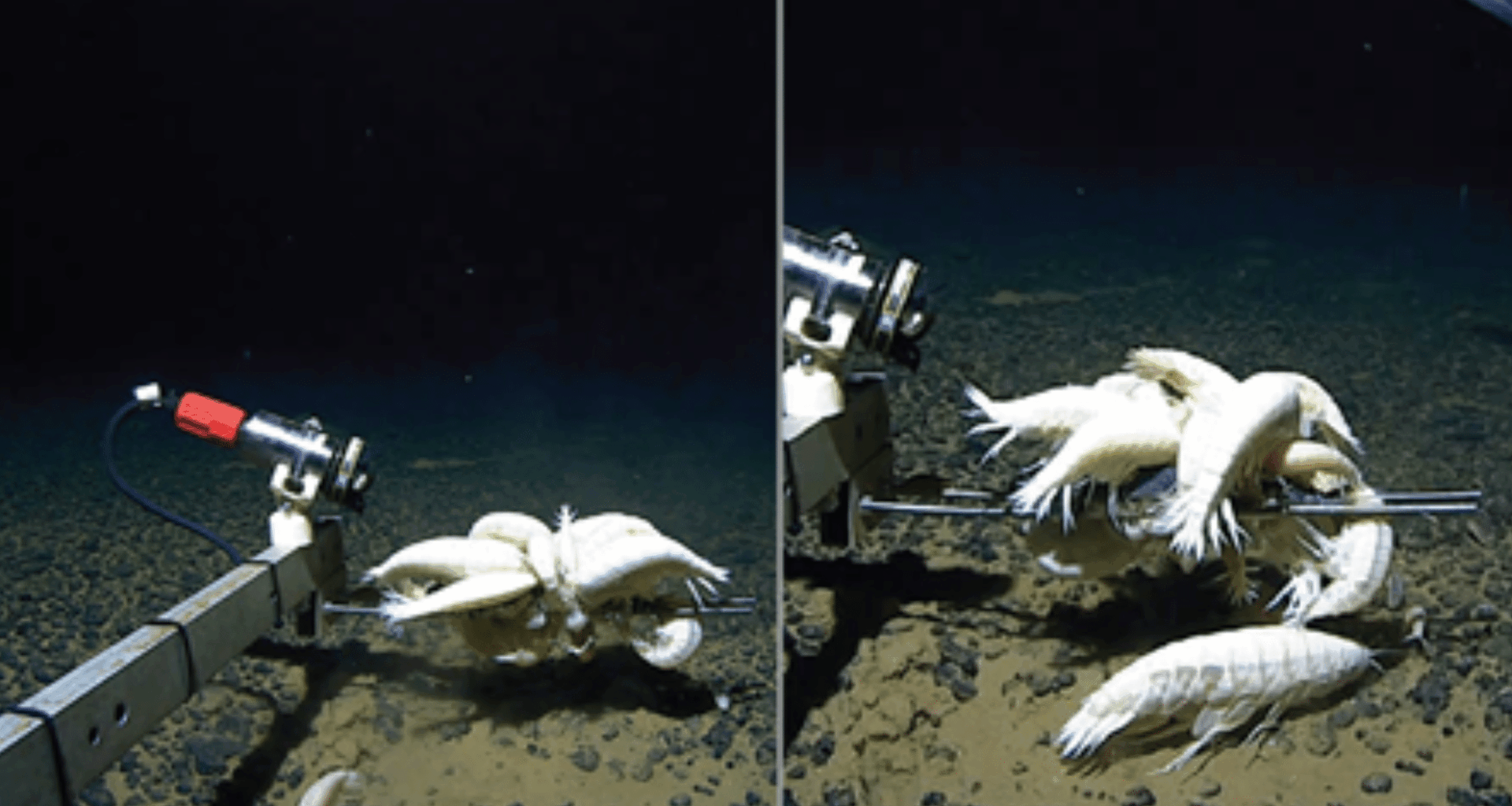 Giant Creatures Found Lurking Across Earth’s Deep Ocean Floors
