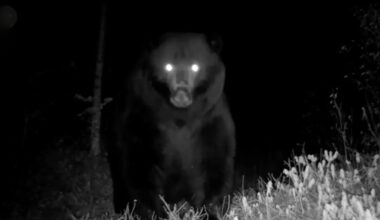 A large bear stands facing the camera at night, its eyes glowing brightly from the flash. The background is dark, with some faintly visible trees and grass illuminated in the foreground.