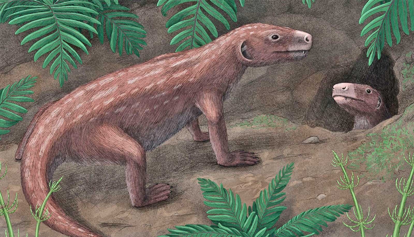 Fossils upend timeline of the evolution of mammal hearing