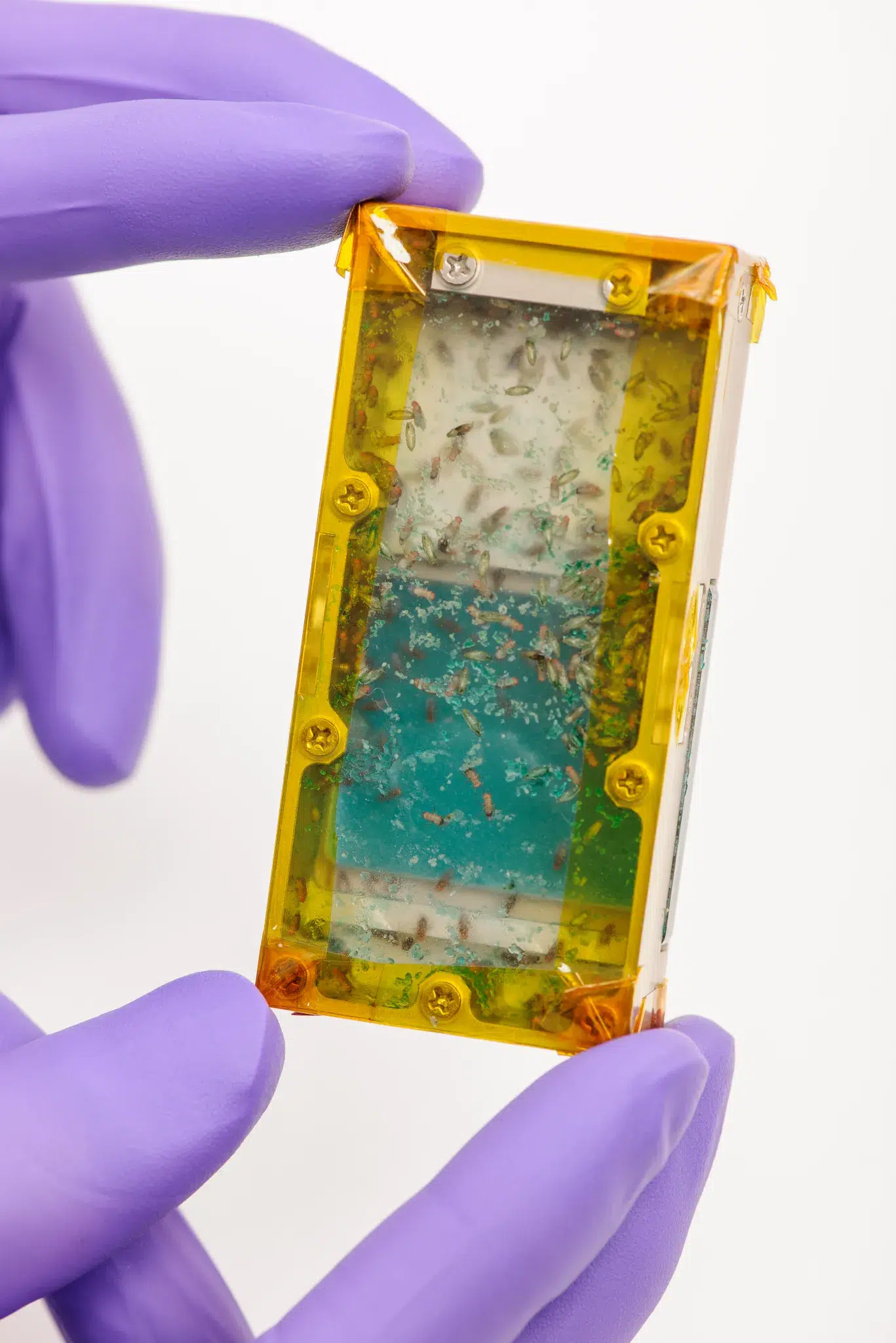 The fly cassette is a habitat for the fruit fly.
NASA / Dominic Hart