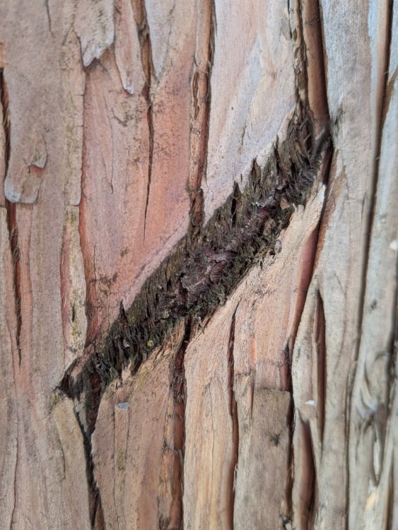 A tree photographed using macro focus on Pixel 9a