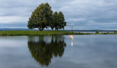 A stormwater pond in Ottawa's Central Park neighborhood is filled with around 1,000 invasive goldfish.