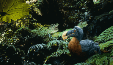 Last Survivor Of Dodo’s Family Found In Remote Rainforest, Leaving Scientists Stunned!