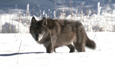 Scientists work to decode wolf howls in Yellowstone with AI technology