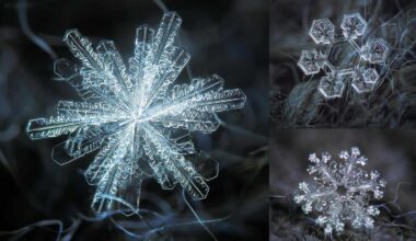 These Macro Photos of Snowflakes Reveal Nature’s Most Dazzling Designs