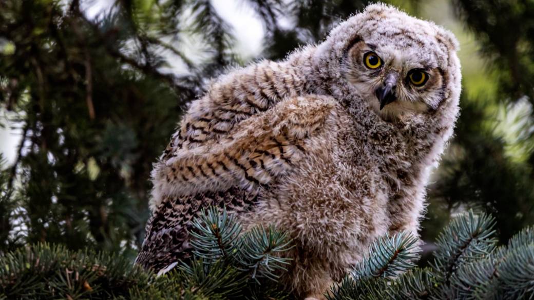 Click to play video: 'Calgary photographers delight in soaring owl populations'