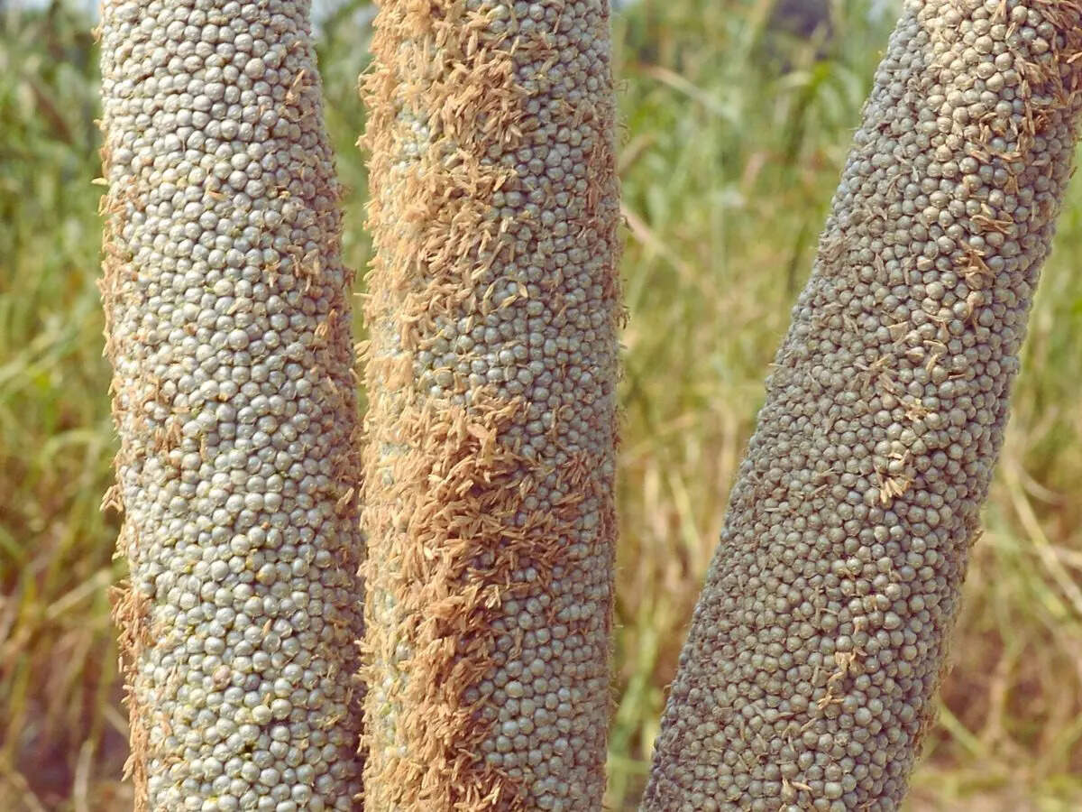 Pearl Millet
