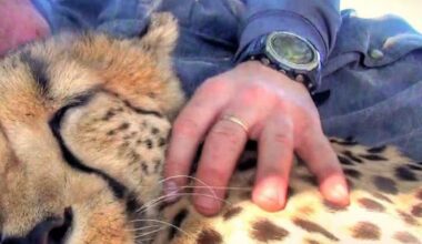 photographer-nap-cheetah