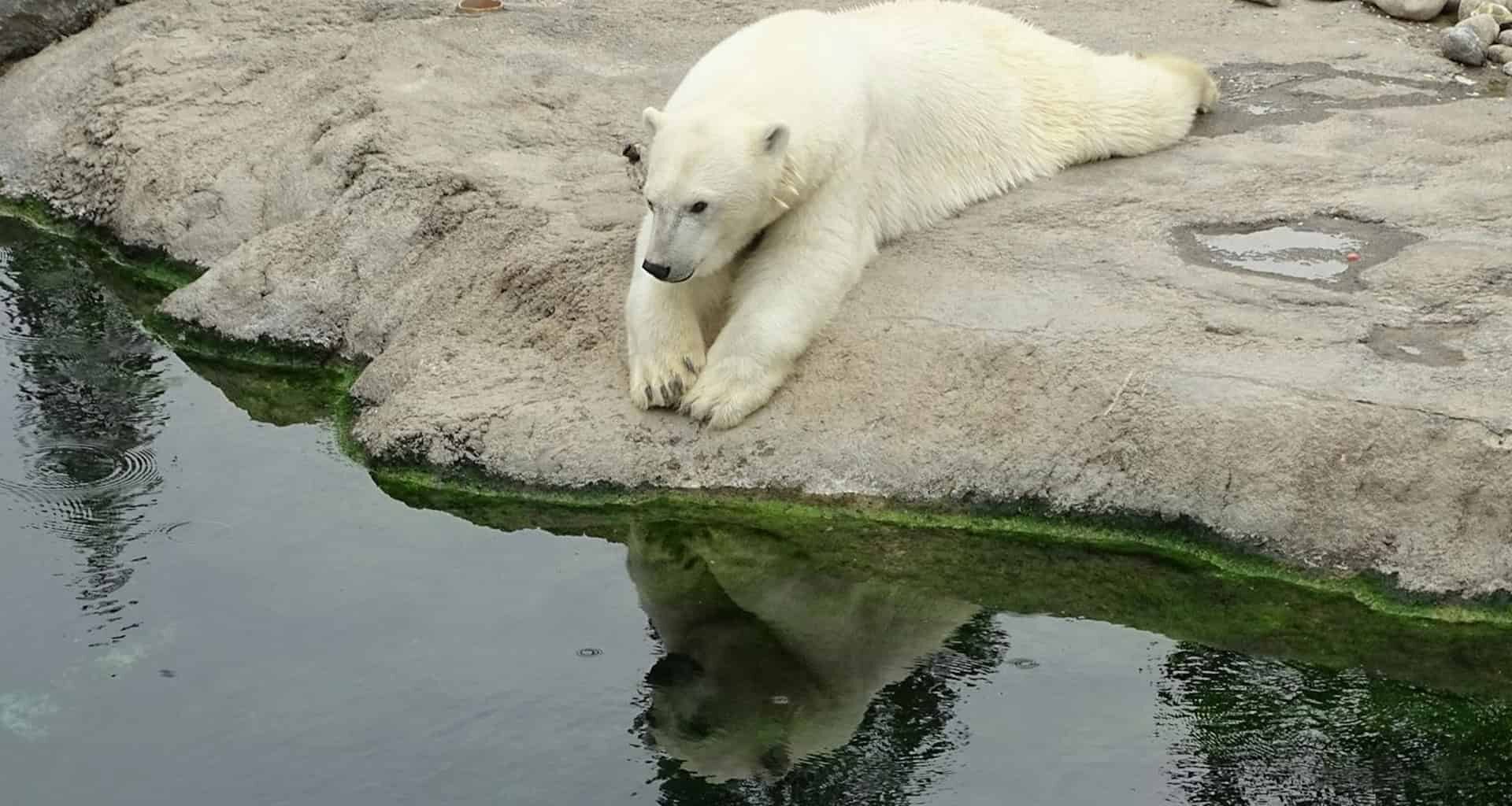Polar Bears Are on The Brink of Extinction, But Their DNA May Be Fighting Back