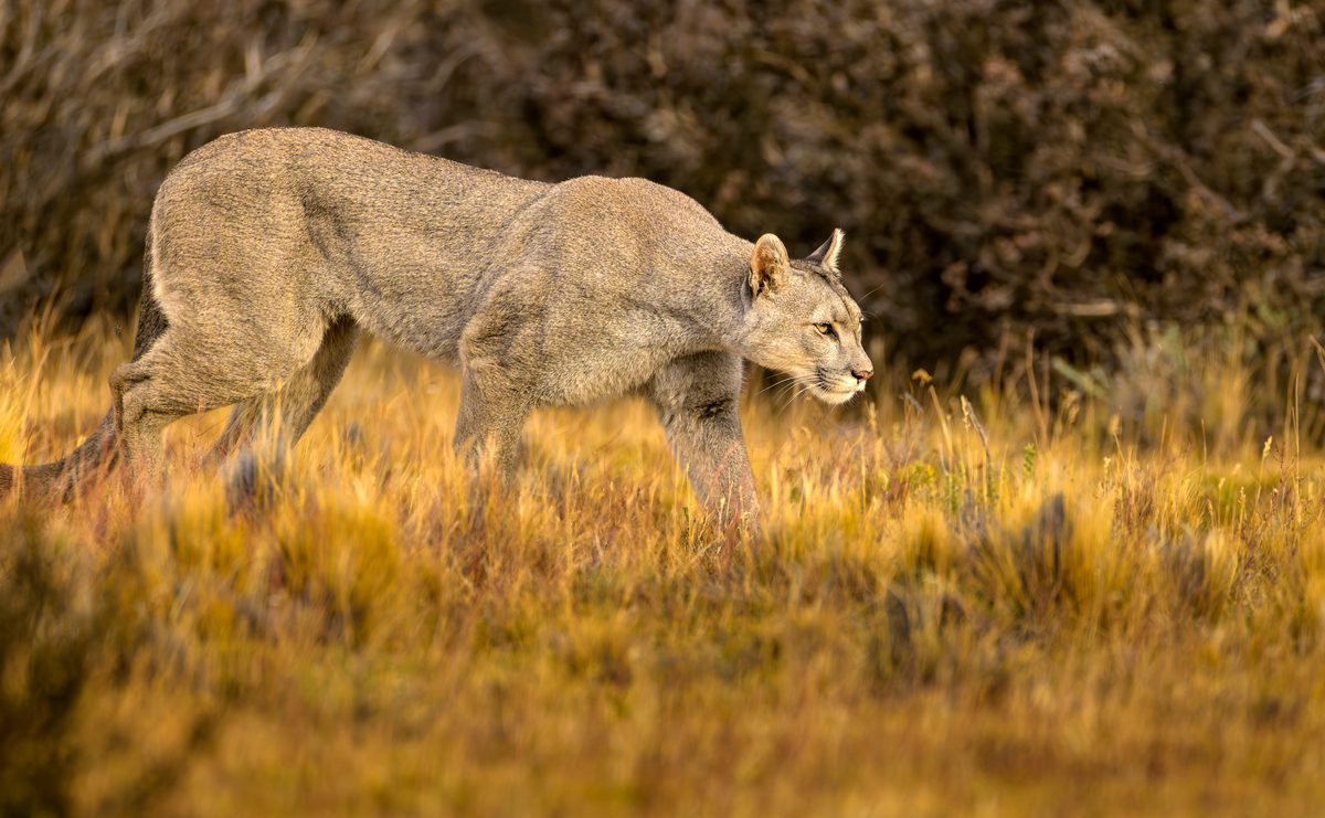 A puma hunts in the Torre del Paine mountain range in Patagonia Chile.