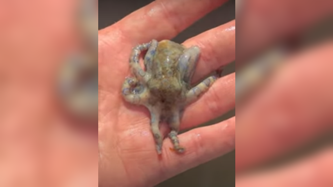 A man unknowingly handled one of the deadliest animals on earth in the Philippines.