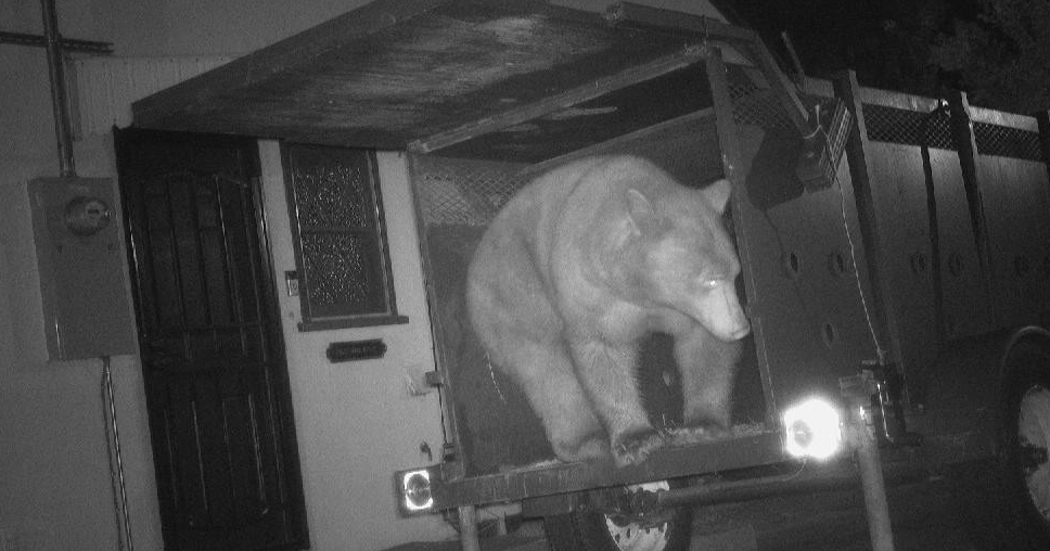 Trap intended for bear living under Altadena home catches another bear