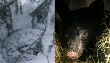 Bear cub found freezing curled into a ball at teh base of a tree.