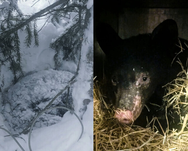 Bear cub found freezing curled into a ball at the base of a tree.