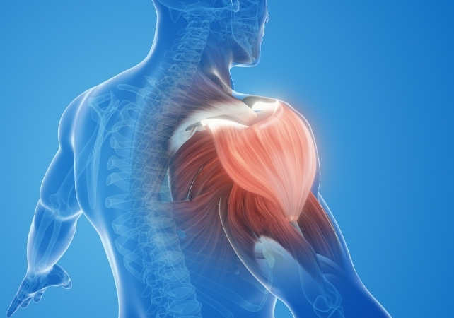 shoulder muscle illustration