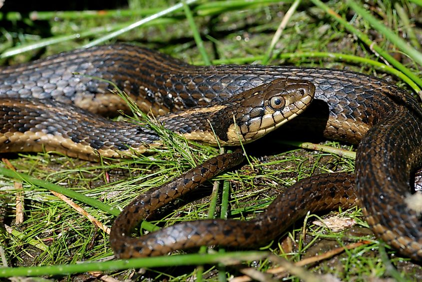 An aquatic garter snake in reeds.