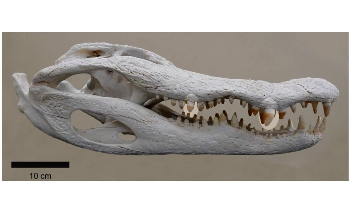 Skull And Jaws Of A Wild Adult American Alligator ©plosone