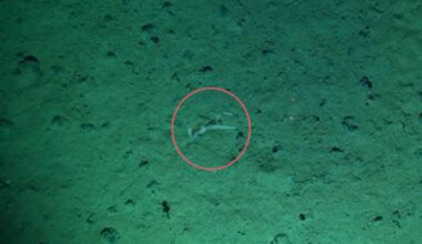 Squid Swimming 13,000 Feet Below In The Pacific