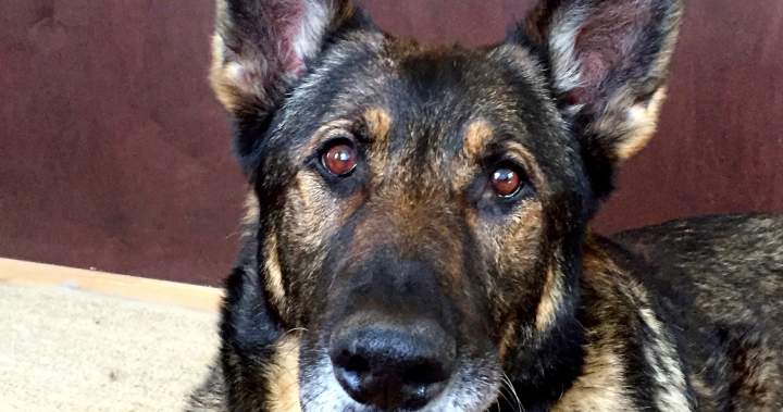 Ned’s Wish helps retired police and military dogs across Canada