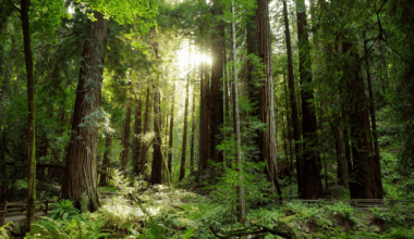 Trail Camera Records First Sighting Of Elusive Species In 170 Years