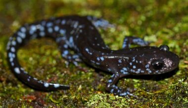 In the snow, these salamanders get supercool : NPR