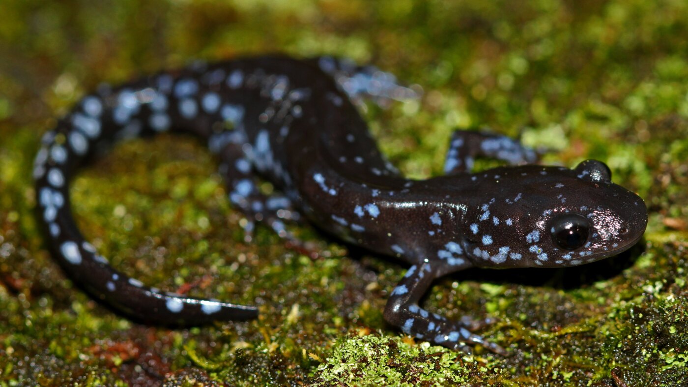 In the snow, these salamanders get supercool : NPR