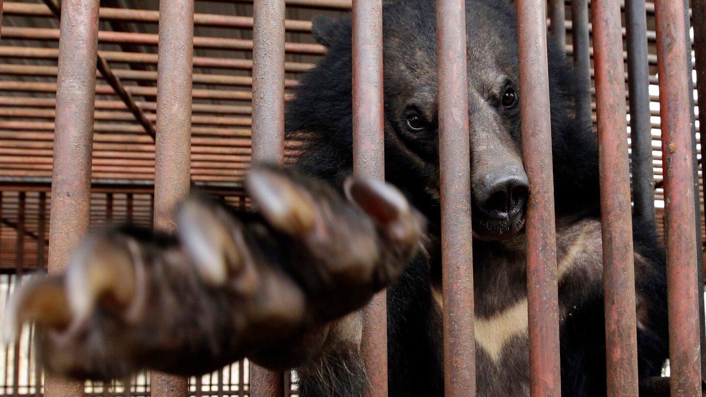 South Korea will stop farming of bears for bile