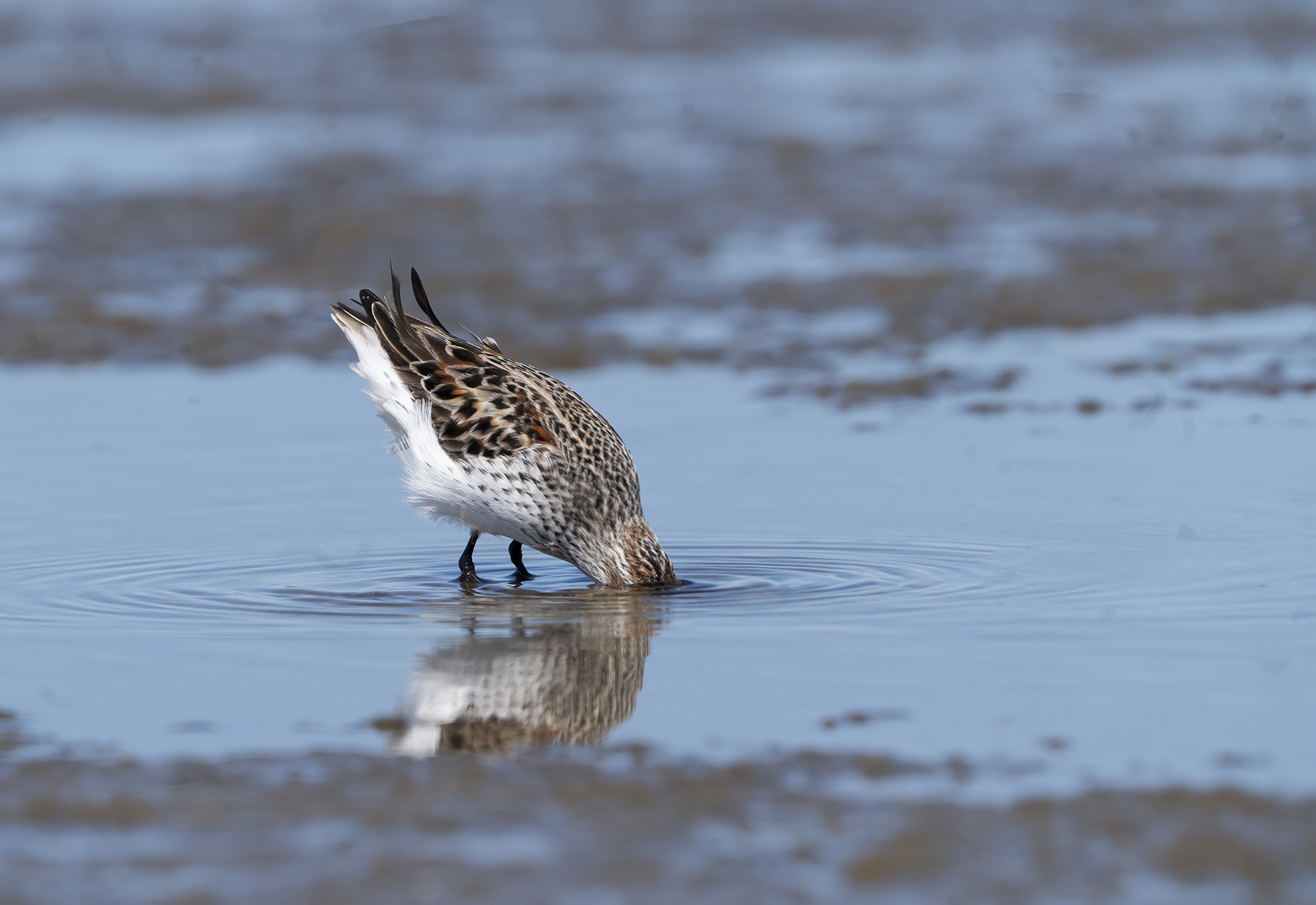 A western sandpiper stands in water-y mud on Roberts Bank, leaned forward, tail in the air and head fully submerged in the water.