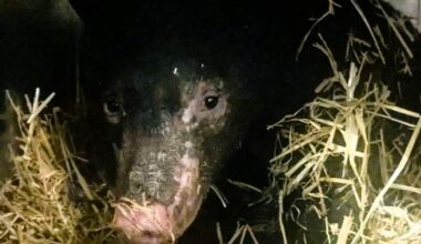 Bear believed to be burned while hibernating now recovering at B.C. wildlife shelter