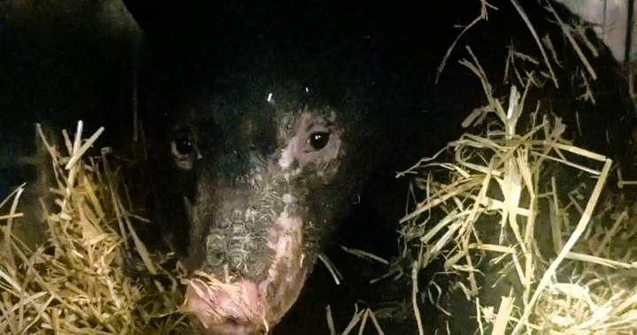 Bear believed to be burned while hibernating now recovering at B.C. wildlife shelter