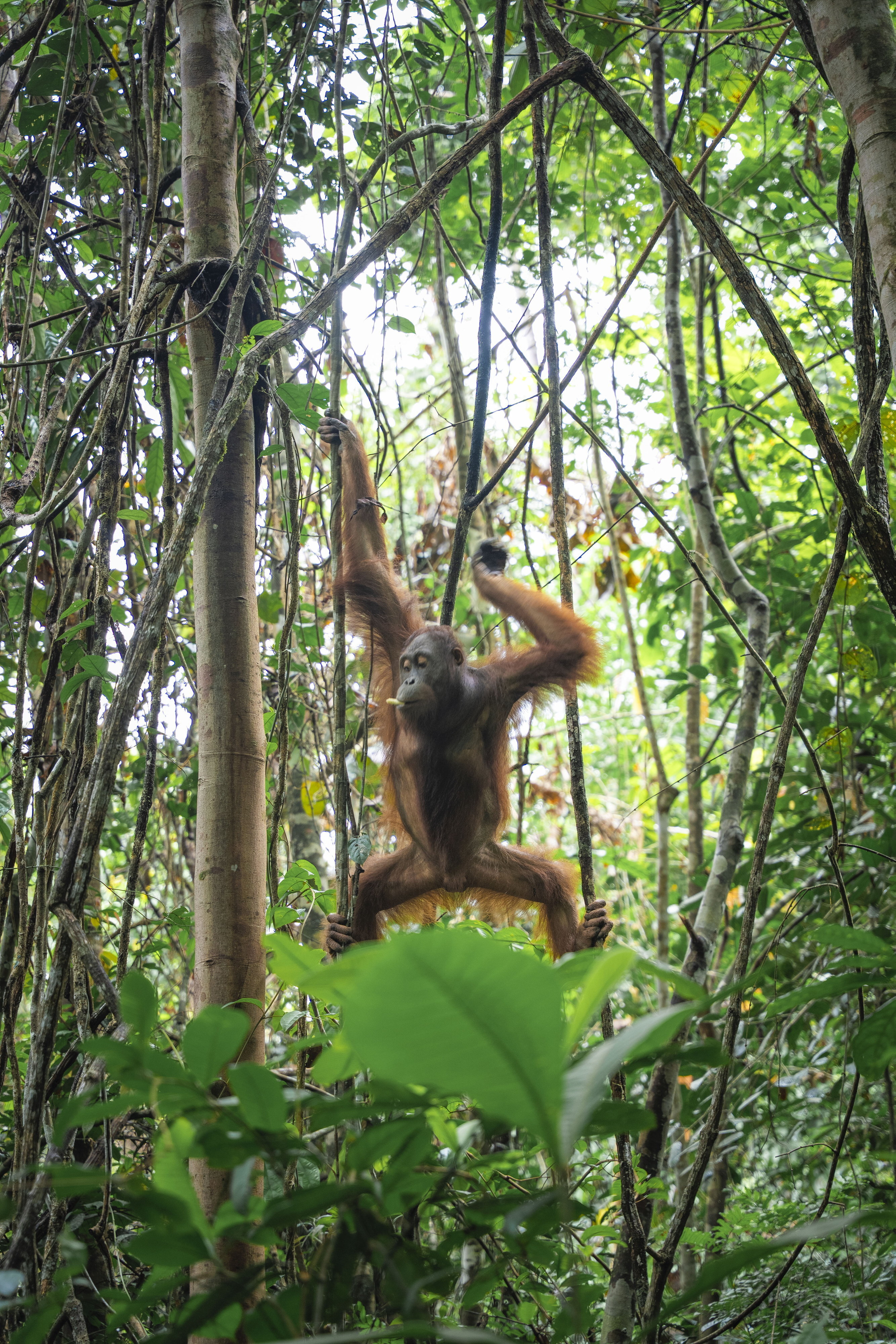 Three critically endangered orangutans released after graduating "forest school"