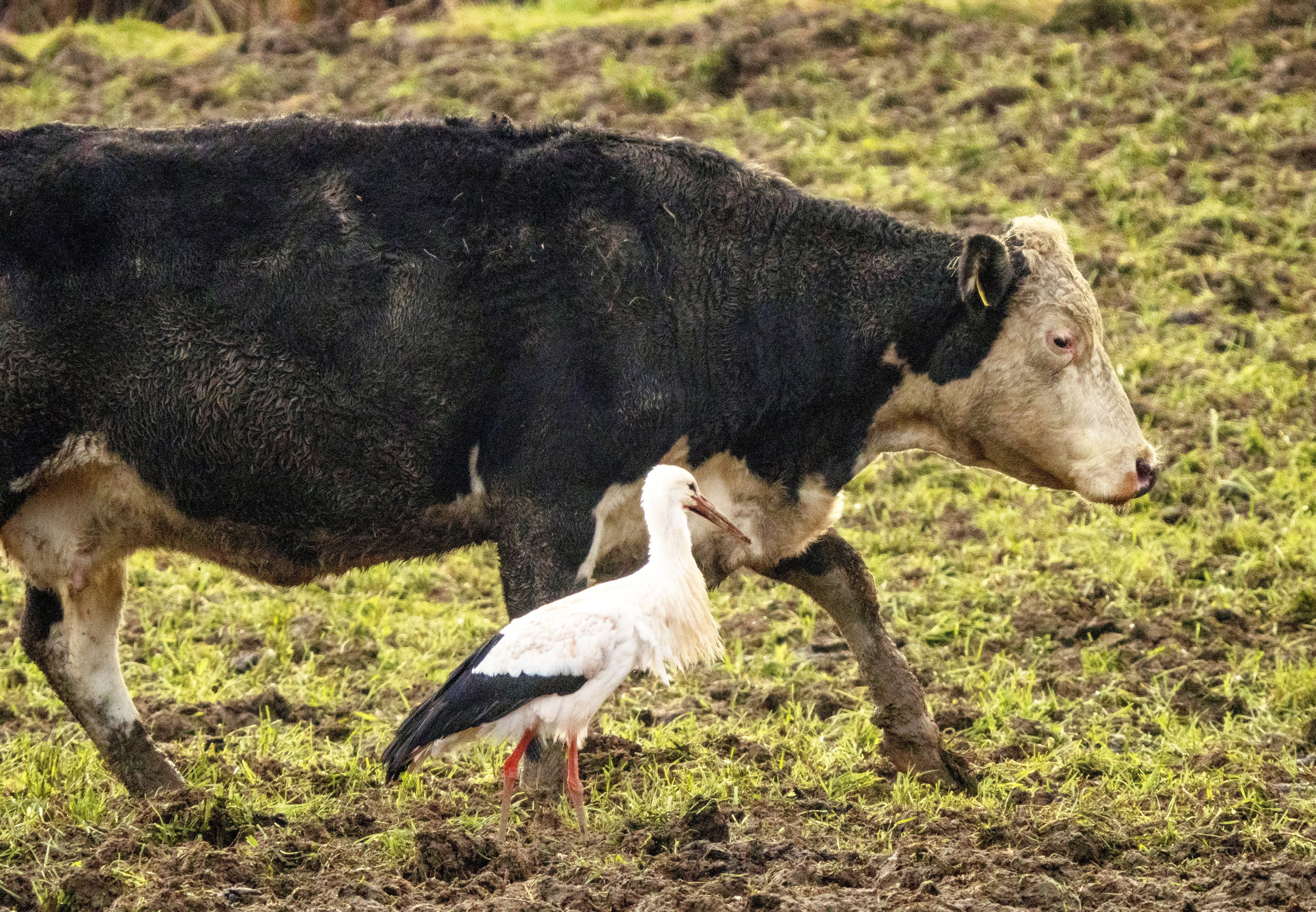 Rare white stork that vanished from Britain 400 years ago snapped in Wales