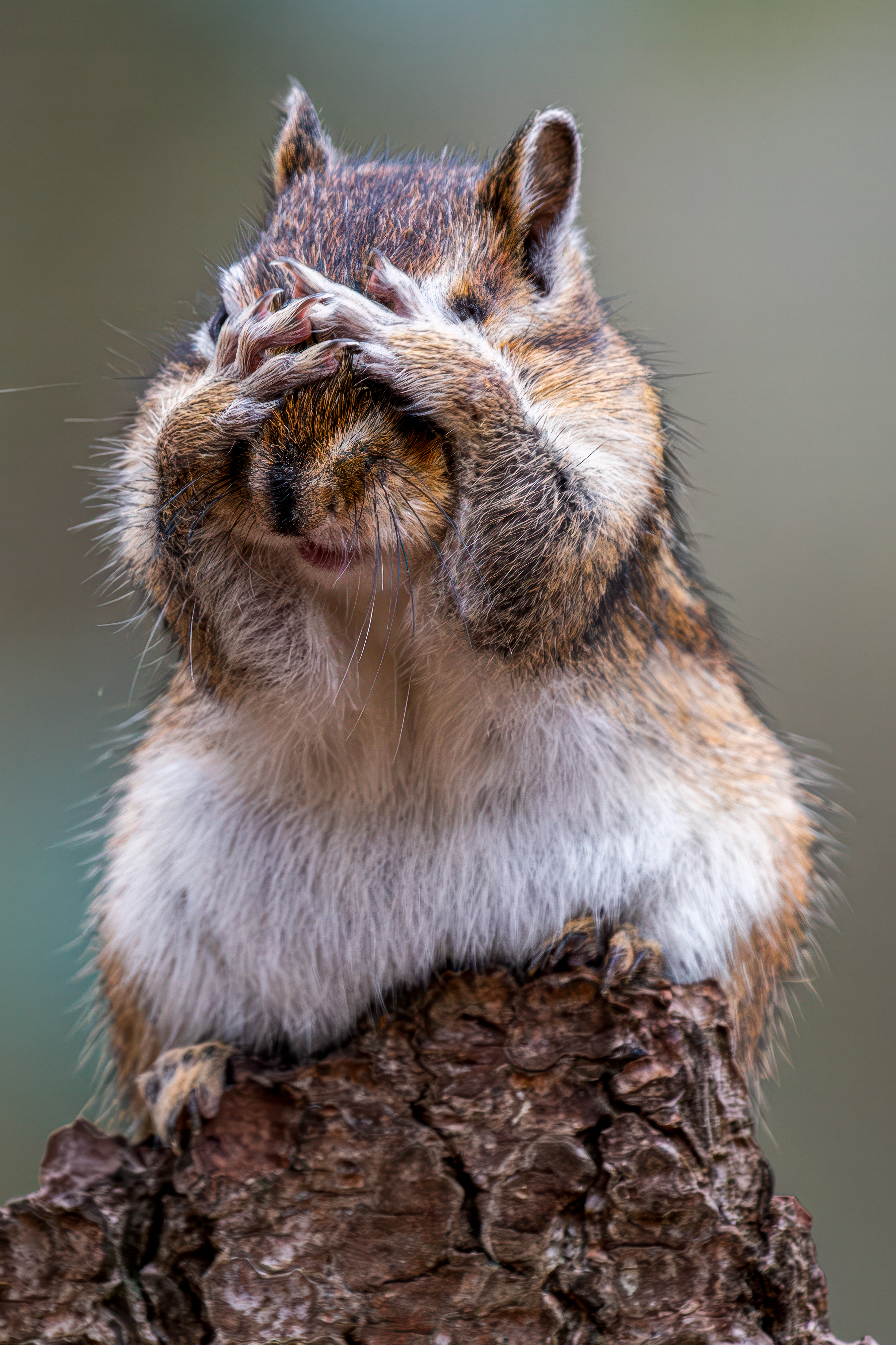 SNChipmunk shies away from the camera