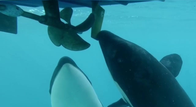 Two orcas swimming underwater near the propellers and rudder of a boat.