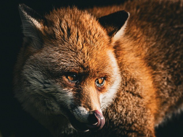 NINTCHDBPICT001053004197