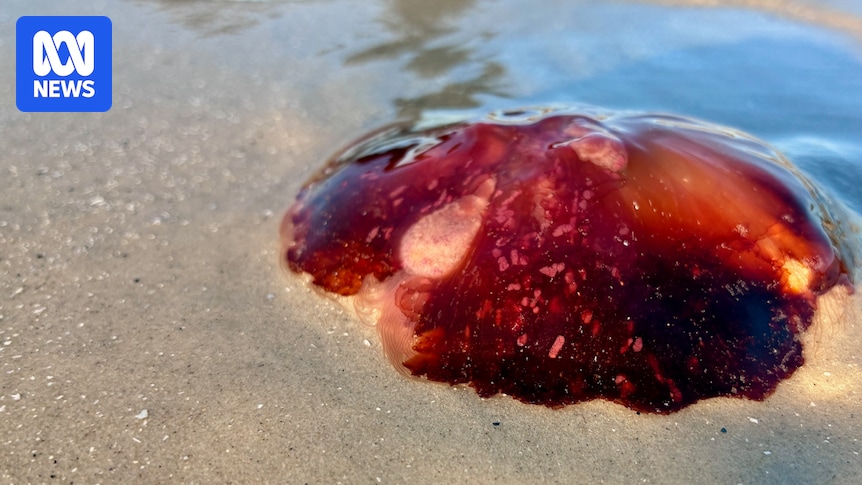 What has caused a 'smack' of jellyfish to wash up on Melbourne's eastern beaches?