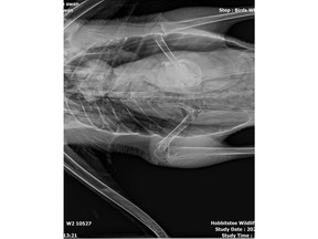 X-ray of swan