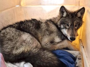 timber wolf recovers