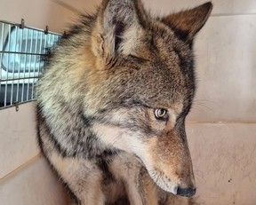rescued wolf looking scared