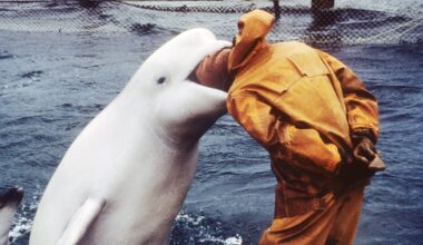 Close up of common raven