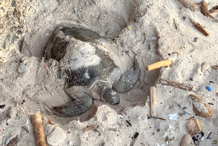 A turtle with sand on it lies about 30 centimetres below the surface with sticks and some pieces of rubbish around it.